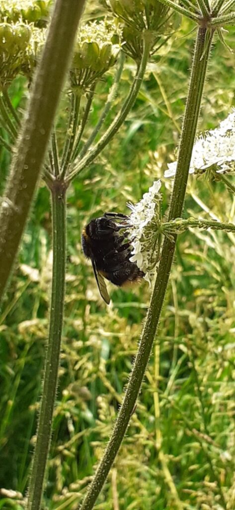 Bee at Moseley Bog